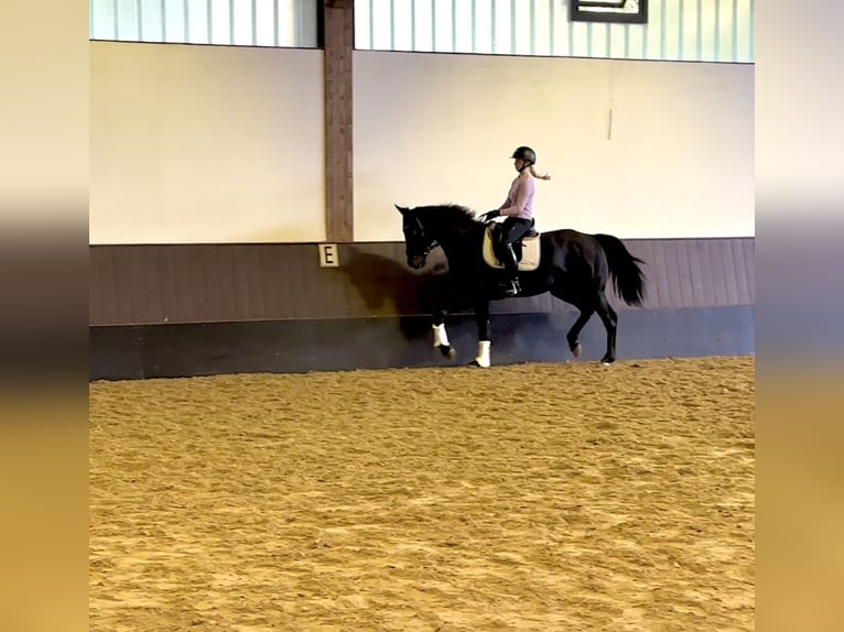 Caballo de deporte alemán Yegua 4 años 168 cm Castaño oscuro in Wetter (Ruhr)