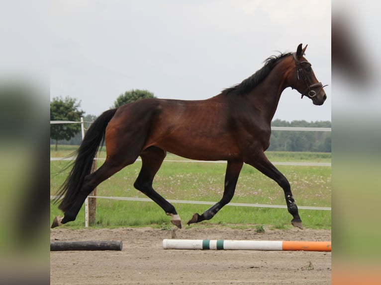 Caballo de deporte alemán Yegua 4 años 168 cm Morcillo in LudwigslustGro&#xDF; Laasch