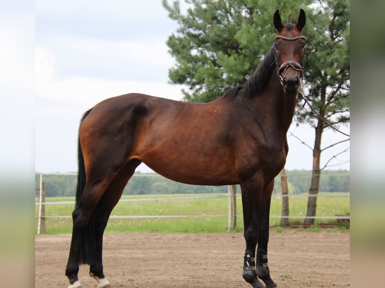 Caballo de deporte alemán Yegua 4 años 168 cm Morcillo in LudwigslustGro&#xDF; Laasch