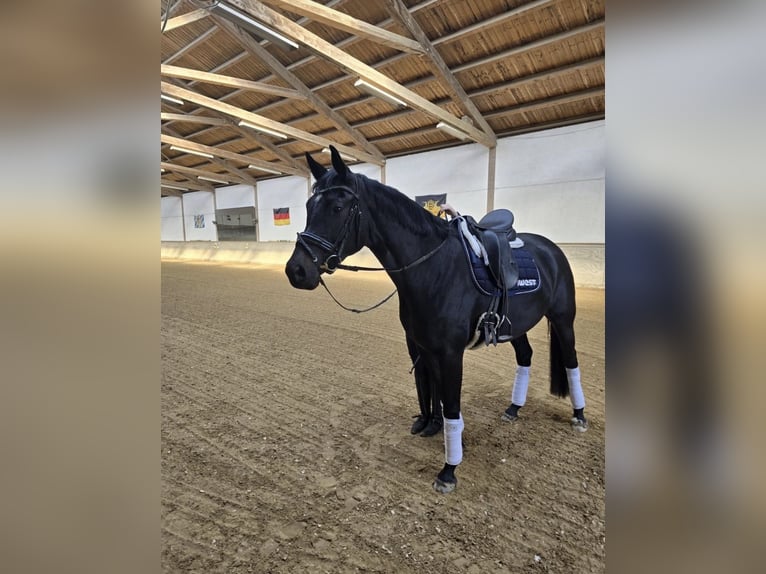 Caballo de deporte alemán Yegua 4 años 168 cm Negro in Finsing