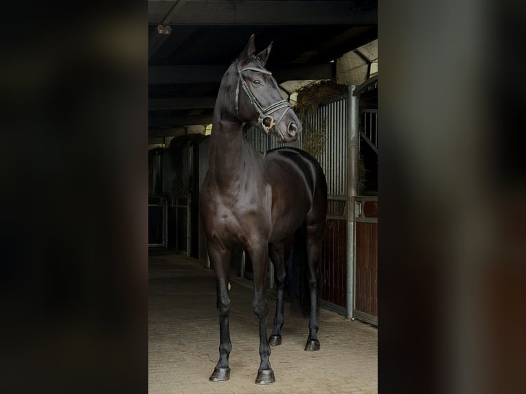 Caballo de deporte alemán Yegua 4 años 168 cm Negro in Sch&#xF6;nwalde