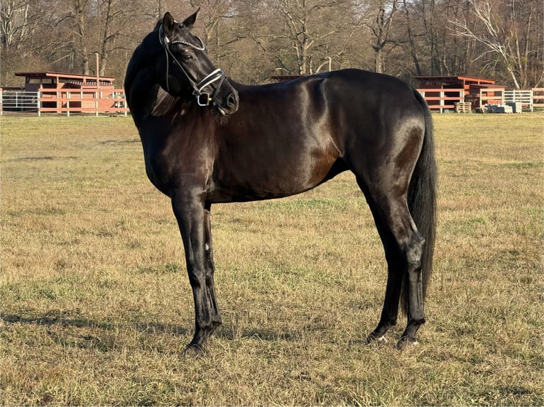 Caballo de deporte alemán Yegua 4 años 168 cm Negro in Schönwalde