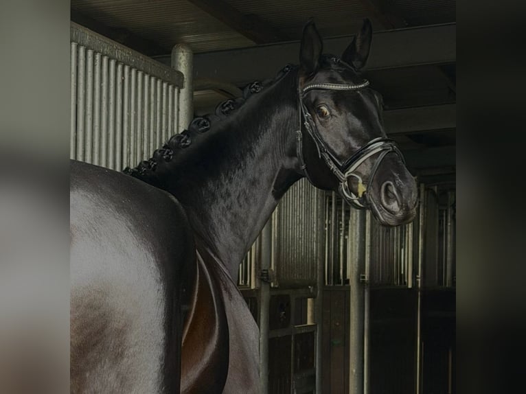 Caballo de deporte alemán Yegua 4 años 168 cm Negro in Sch&#xF6;nwalde
