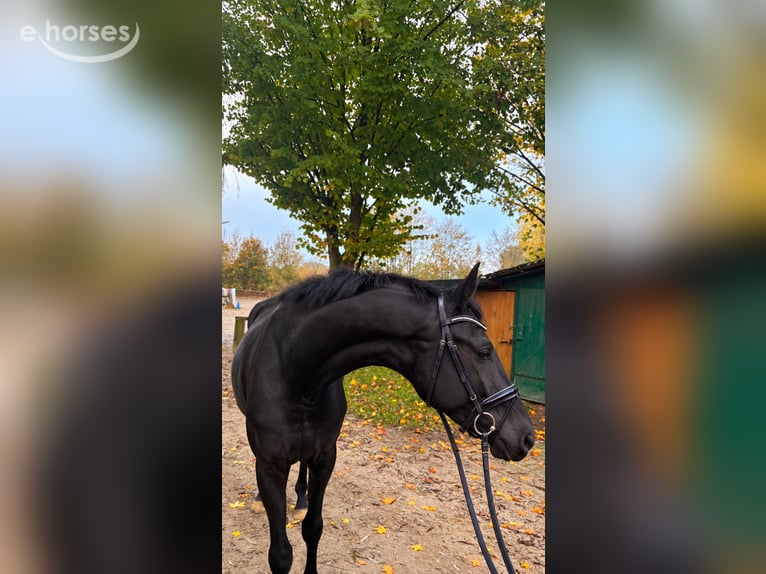 Caballo de deporte alemán Yegua 4 años 168 cm Negro in Vechta