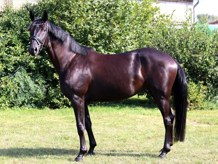 Caballo de deporte alemán Yegua 4 años 168 cm Negro in Schwäbisch Hall