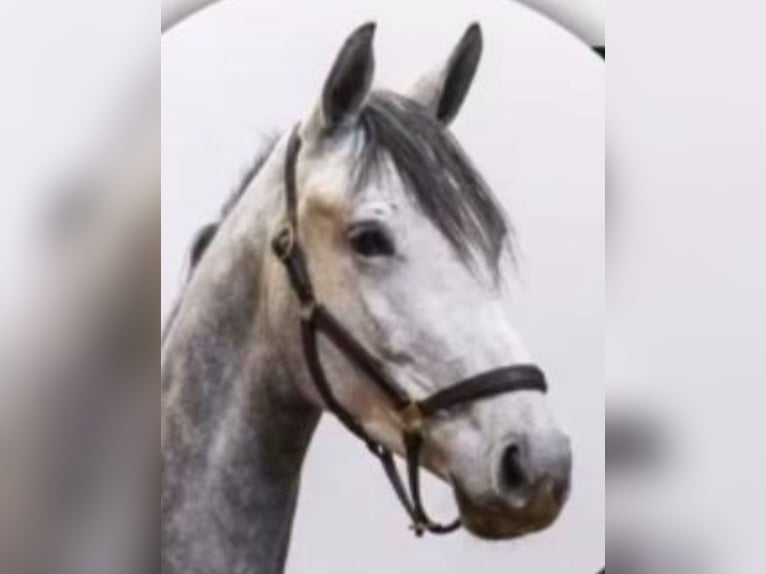 Caballo de deporte alemán Yegua 4 años 168 cm Tordo in Zeven