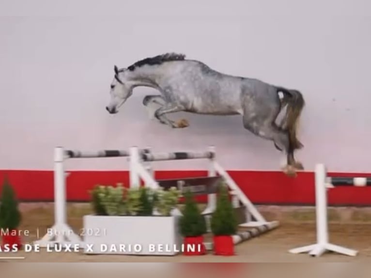 Caballo de deporte alemán Yegua 4 años 168 cm Tordo in Zeven