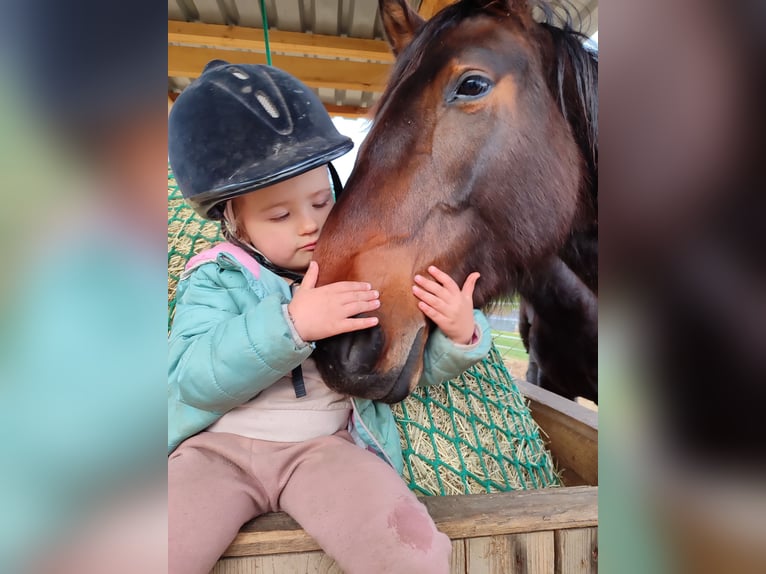 Caballo de deporte alemán Yegua 4 años 169 cm Castaño in Drebach