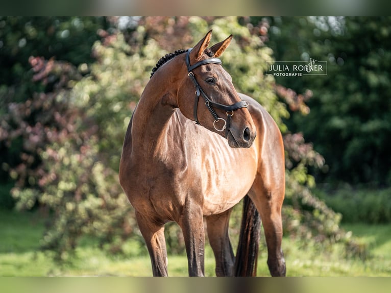 Caballo de deporte alemán Yegua 4 años 169 cm Castaño in Stadland