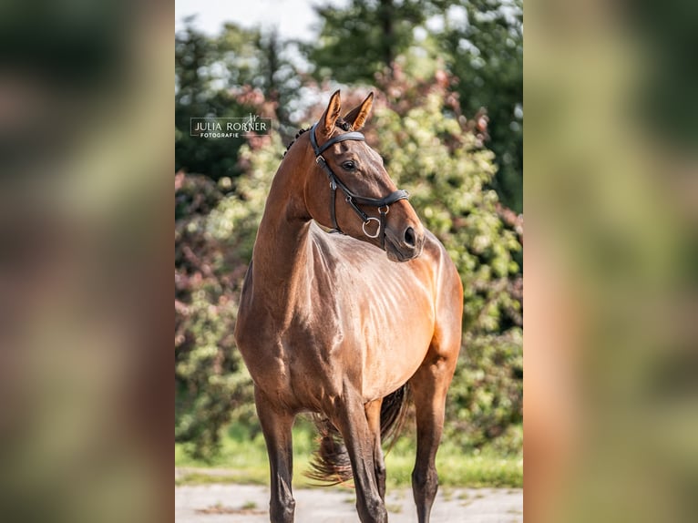 Caballo de deporte alemán Yegua 4 años 169 cm Castaño in Stadland