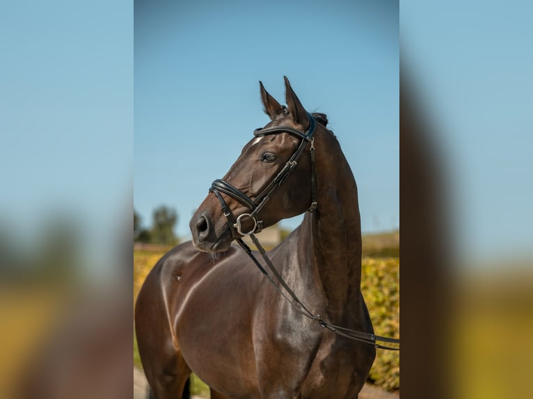 Caballo de deporte alemán Yegua 4 años 169 cm Castaño oscuro in Gomadingen