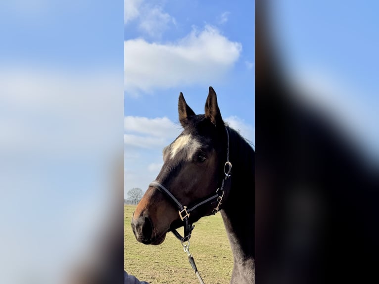 Caballo de deporte alemán Yegua 4 años 169 cm Castaño oscuro in Nutteln