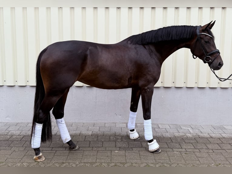 Caballo de deporte alemán Yegua 4 años 169 cm Castaño oscuro in Ostrach
