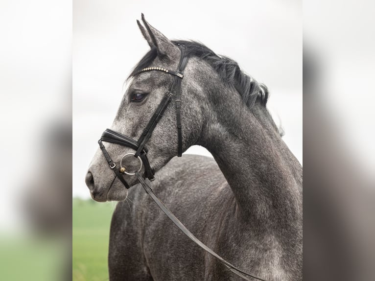 Caballo de deporte alemán Yegua 4 años 169 cm Tordo in Priestewitz