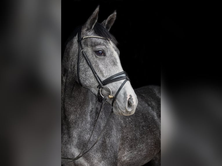 Caballo de deporte alemán Yegua 4 años 169 cm Tordo in Priestewitz