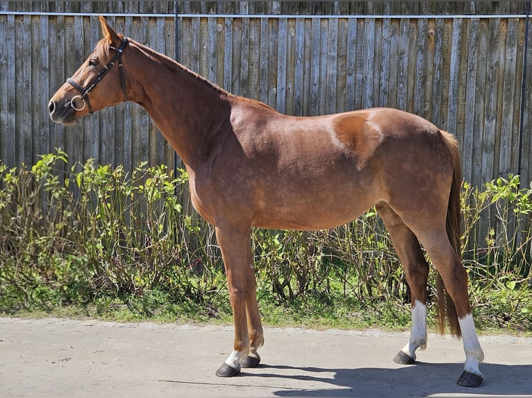 Caballo de deporte alemán Yegua 4 años 170 cm Alazán in Zernitz-Lohm