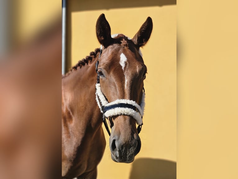 Caballo de deporte alemán Yegua 4 años 170 cm Alazán in Zernitz-Lohm