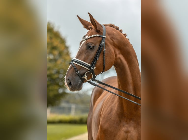 Caballo de deporte alemán Yegua 4 años 170 cm Alazán-tostado in Gomadingen