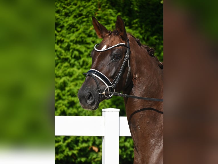 Caballo de deporte alemán Yegua 4 años 170 cm Alazán-tostado in Gomadingen