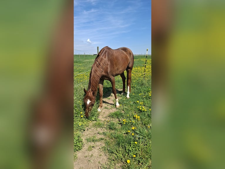 Caballo de deporte alemán Yegua 4 años 170 cm Alazán-tostado in Niederwerrn