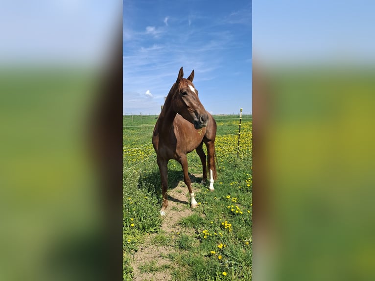 Caballo de deporte alemán Yegua 4 años 170 cm Alazán-tostado in Niederwerrn