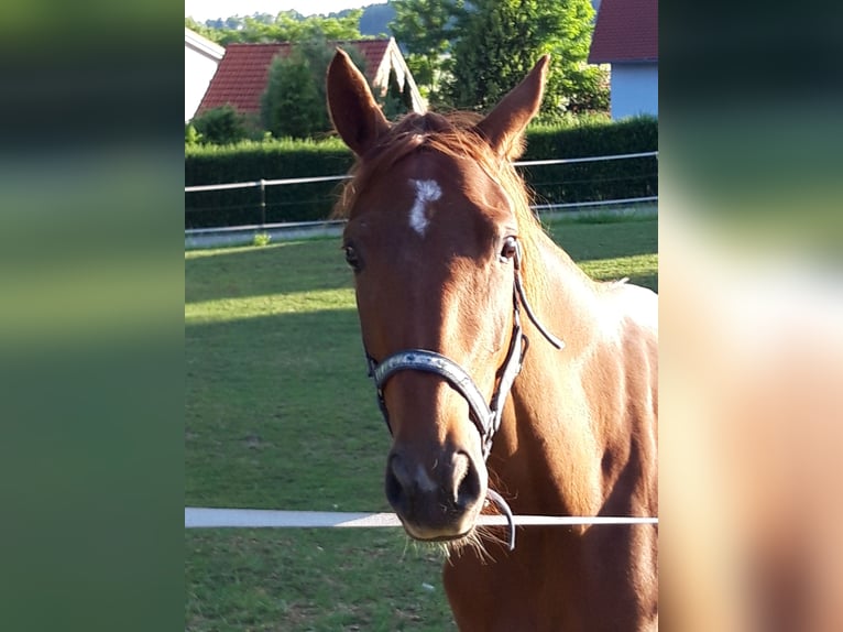 Caballo de deporte alemán Yegua 4 años 170 cm Alazán-tostado in Dietfurt an der Altmühl