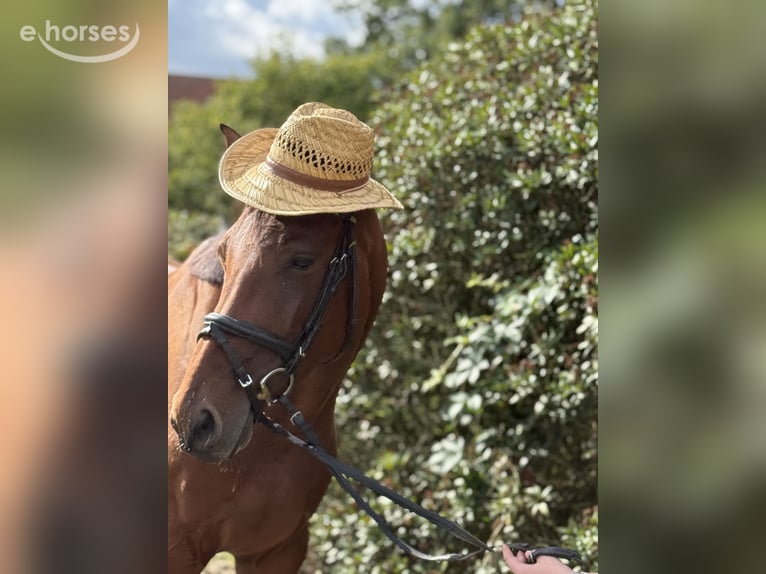 Caballo de deporte alemán Yegua 4 años 170 cm Castaño in Königsbrunn