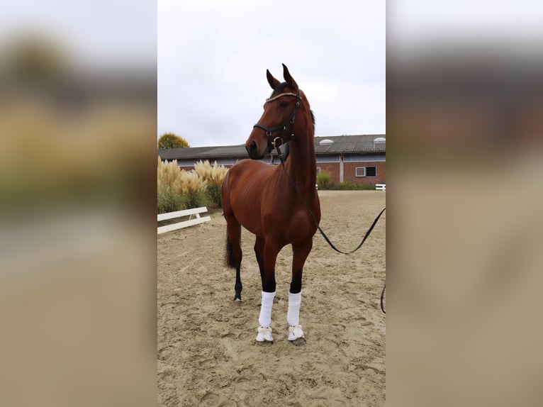 Caballo de deporte alemán Yegua 4 años 170 cm Castaño in Kirchdorf