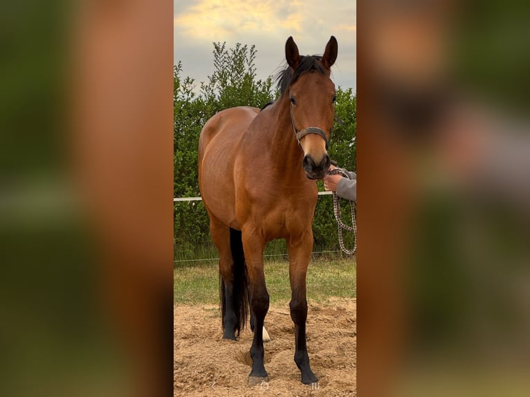 Caballo de deporte alemán Yegua 4 años 170 cm Castaño in Kyritz