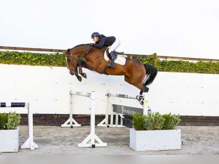 Caballo de deporte alemán Yegua 4 años 170 cm Castaño in Waddinxveen