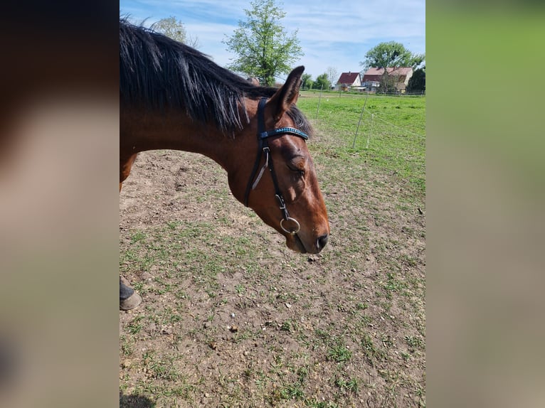 Caballo de deporte alemán Yegua 4 años 170 cm Castaño rojizo in Groß Rosenburg