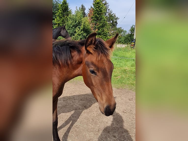 Caballo de deporte alemán Yegua 4 años 170 cm Castaño rojizo in Groß Rosenburg