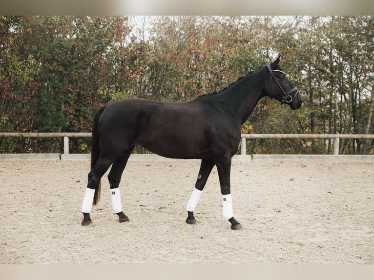 Caballo de deporte alemán Yegua 4 años 170 cm Negro in Holzkirchen