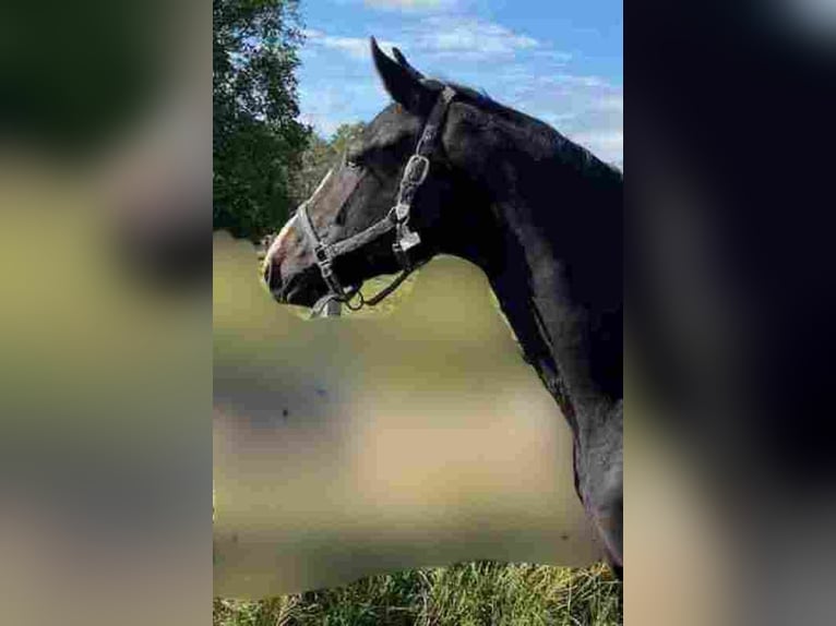 Caballo de deporte alemán Yegua 4 años 170 cm Negro in Herzberg
