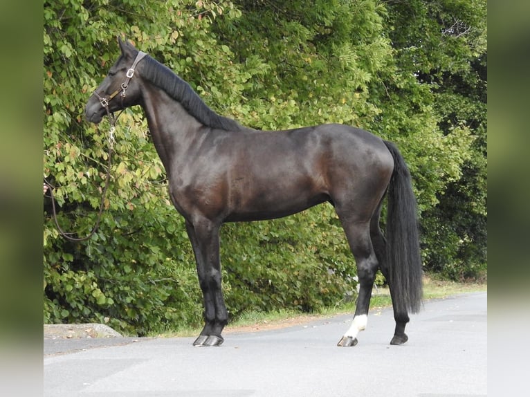Caballo de deporte alemán Yegua 4 años 170 cm Negro in Verl