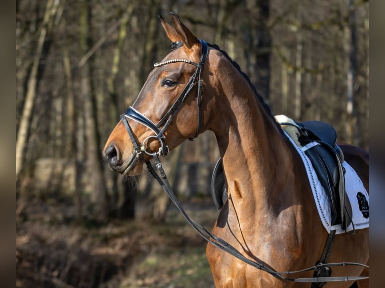 Caballo de deporte alemán Yegua 4 años 171 cm Castaño in Moritzburg