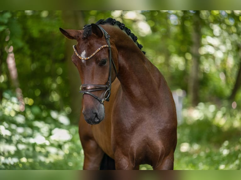 Caballo de deporte alemán Yegua 4 años 171 cm Castaño in Wehringen