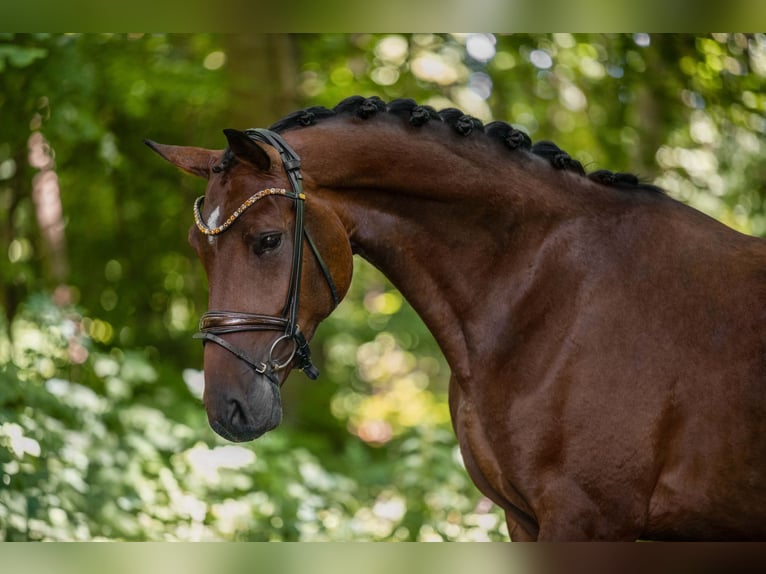 Caballo de deporte alemán Yegua 4 años 171 cm Castaño in Wehringen