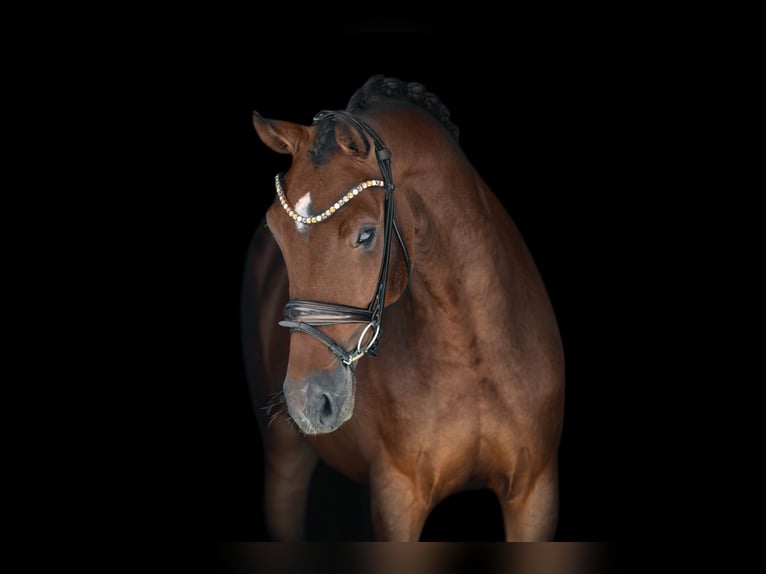 Caballo de deporte alemán Yegua 4 años 171 cm Castaño in Wehringen