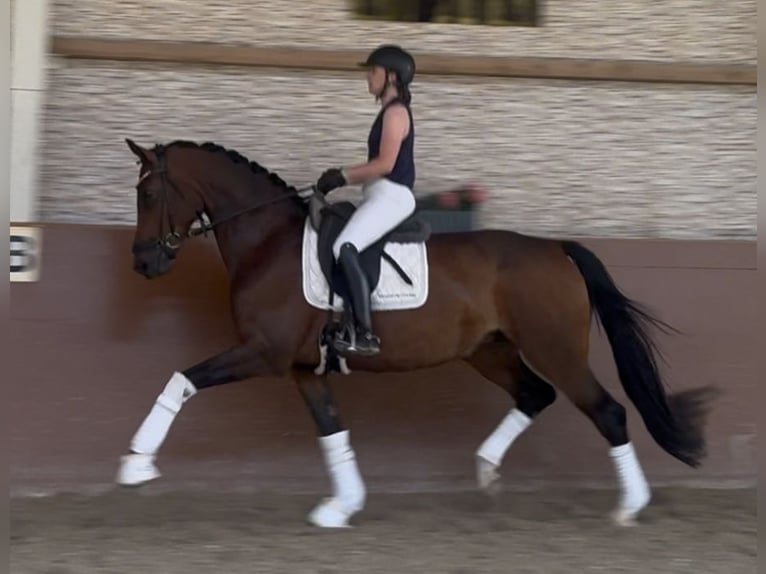 Caballo de deporte alemán Yegua 4 años 171 cm Castaño in Wehringen