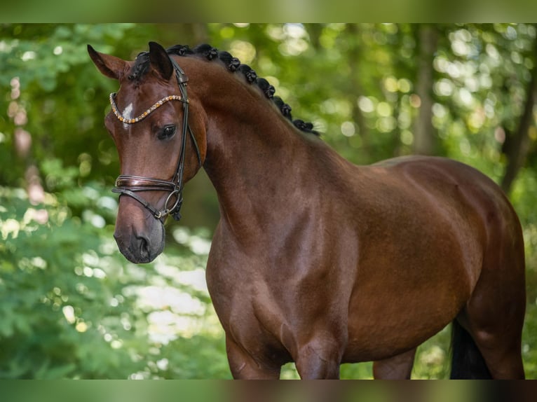 Caballo de deporte alemán Yegua 4 años 171 cm Castaño in Wehringen