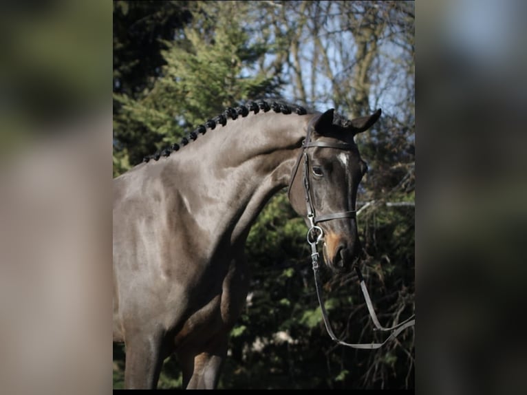 Caballo de deporte alemán Yegua 4 años 171 cm Castaño oscuro in Debrecen