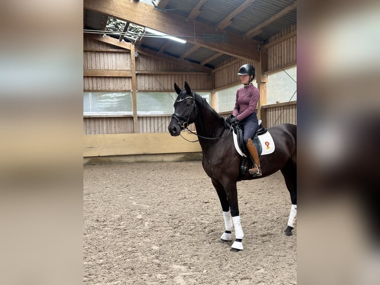 Caballo de deporte alemán Yegua 4 años 171 cm Negro in Ostrach