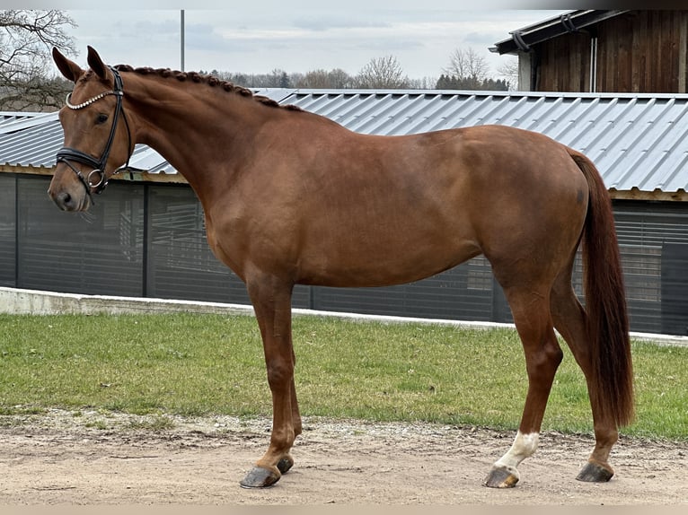 Caballo de deporte alemán Yegua 4 años 172 cm Alazán in Jengen