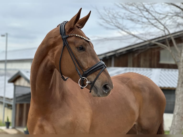 Caballo de deporte alemán Yegua 4 años 172 cm Alazán in Jengen