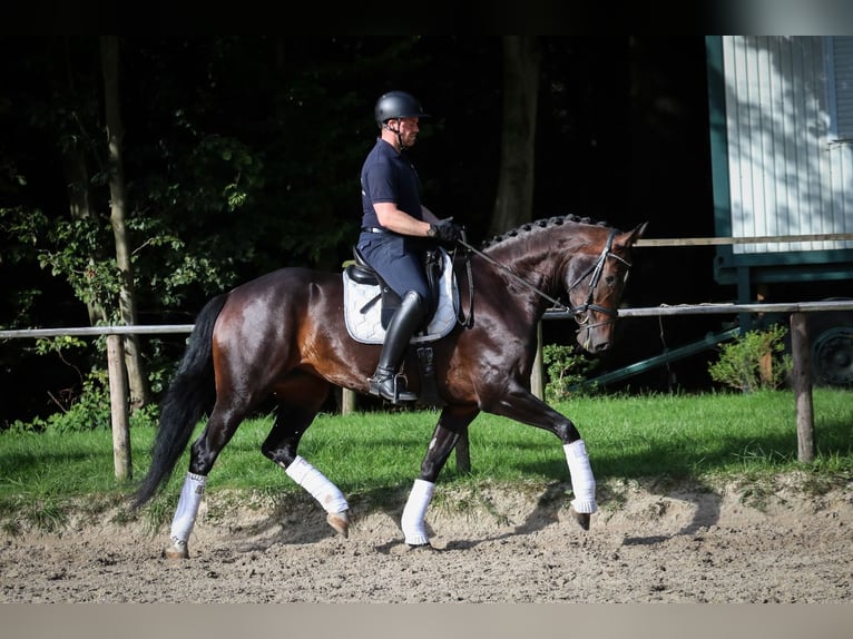 Caballo de deporte alemán Yegua 4 años 172 cm Castaño in Wuppertal