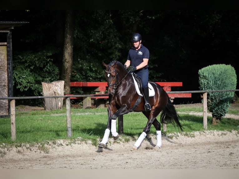 Caballo de deporte alemán Yegua 4 años 172 cm Castaño in Wuppertal