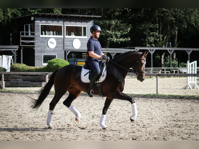 Caballo de deporte alemán Yegua 4 años 172 cm Castaño in Wuppertal