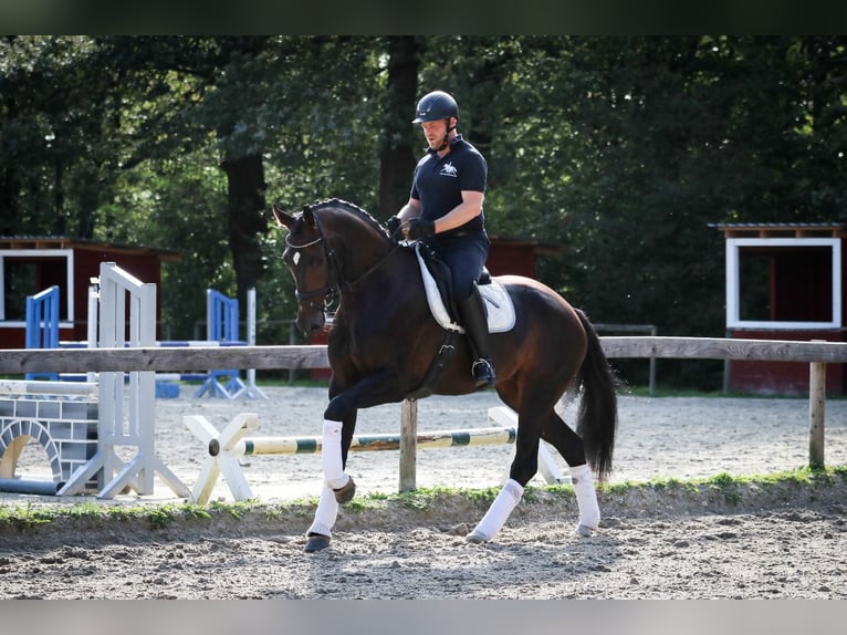 Caballo de deporte alemán Yegua 4 años 172 cm Castaño in Wuppertal