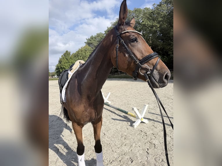 Caballo de deporte alemán Yegua 4 años 172 cm Castaño in Rochau